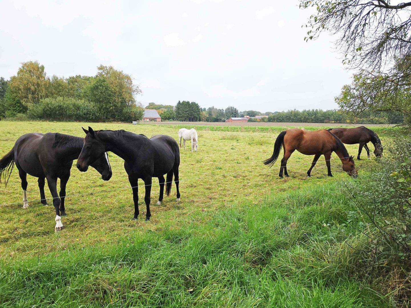 Immobilie in Bersenbrück - Geschichte & Natur - Erholung pur! - Bild 8