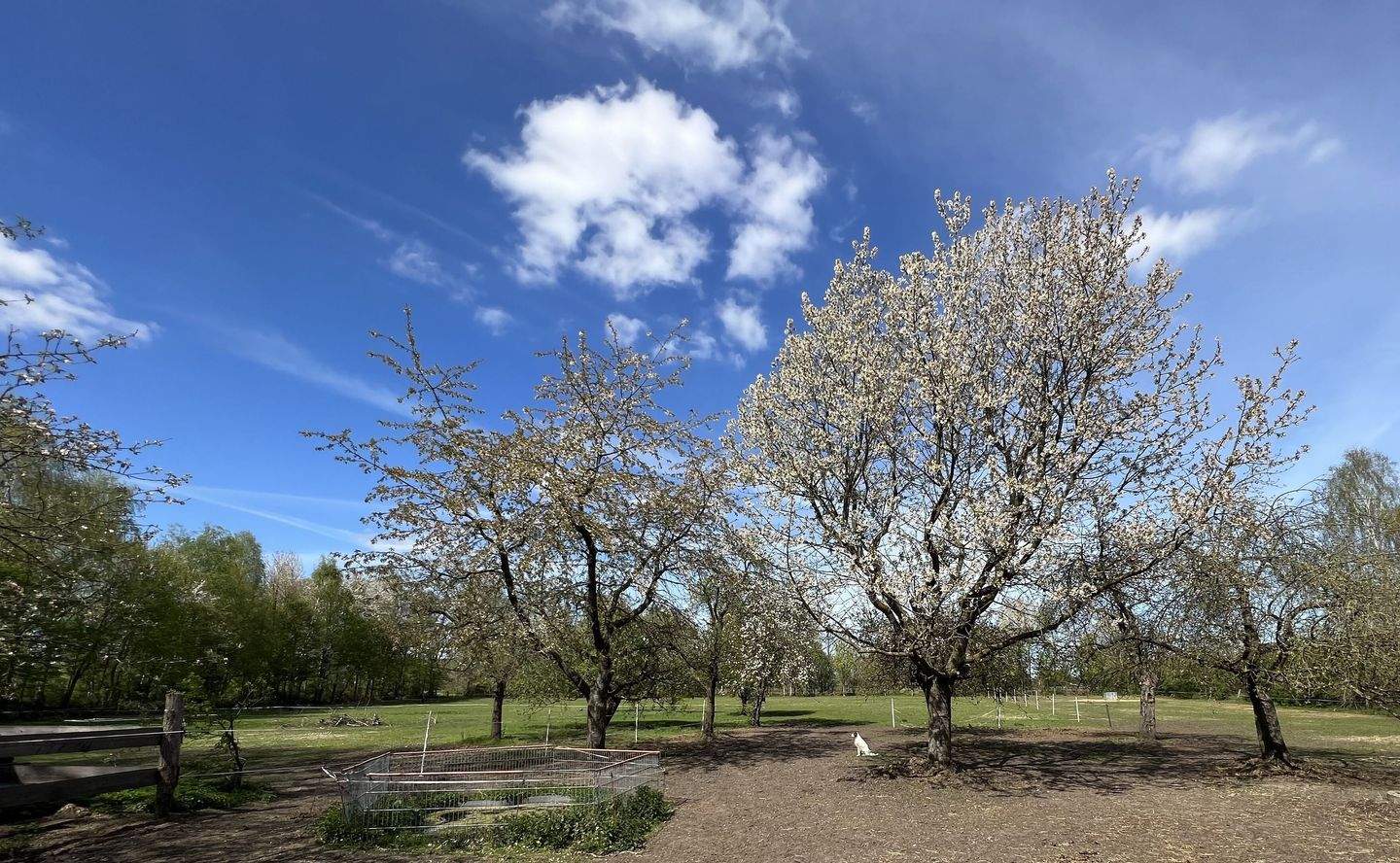 Immobilie in Trebel - "Landleben deluxe im Wendland"- Historische Hofstelle an der Nemitzer Heide" - Bild 37
