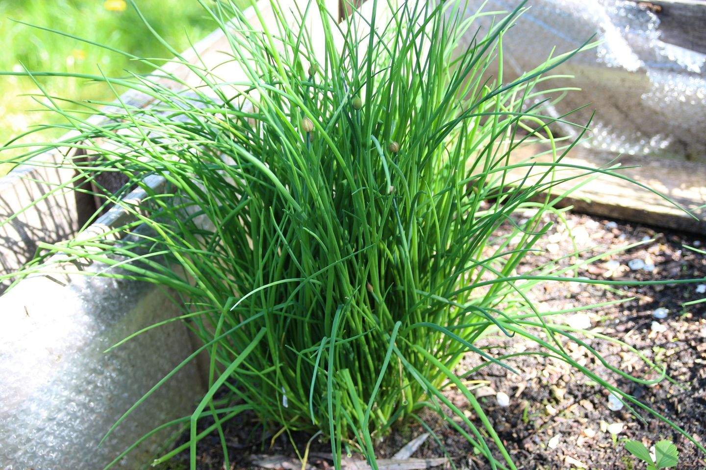 Immobilie in Tostedt - Grosses Einfamilienhaus mit Garage und riesigem Garten in guter Lage von Tostedt - Bild 25