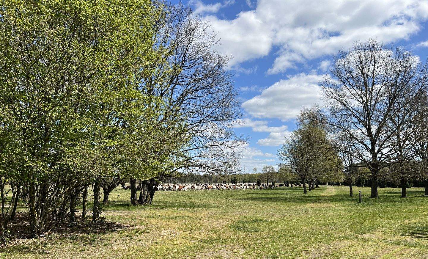 Immobilie in Trebel - "Landleben deluxe im Wendland"- Historische Hofstelle an der Nemitzer Heide" - Bild 0