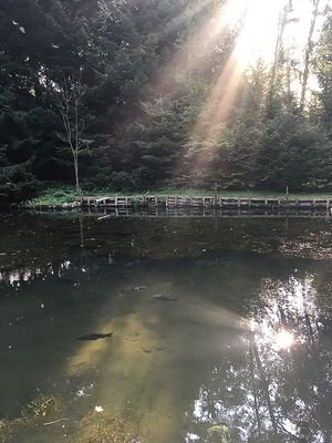 Teich mit Sonne