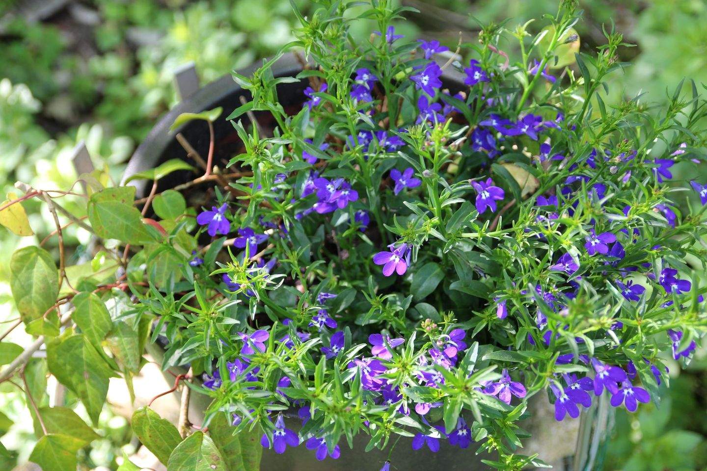 Immobilie in Tostedt - Grosses Einfamilienhaus mit Garage und riesigem Garten in guter Lage von Tostedt - Bild 21