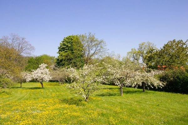 Garten zur Kirsch - und Apfelblüte