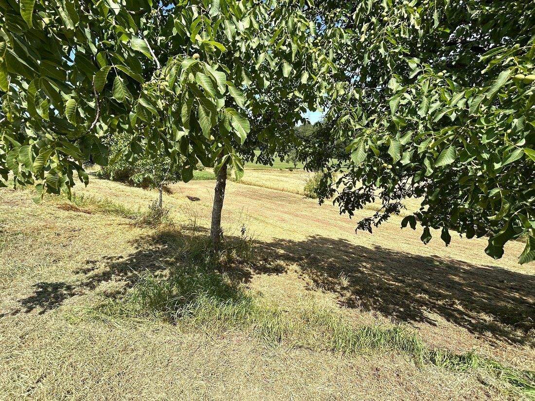 Immobilie in Altrich - zwei Wohnhäuser und rd. 20.000 qm Land direkt am Haus (Nähe zur Stadt Wittlich 5 km) - Bild 29