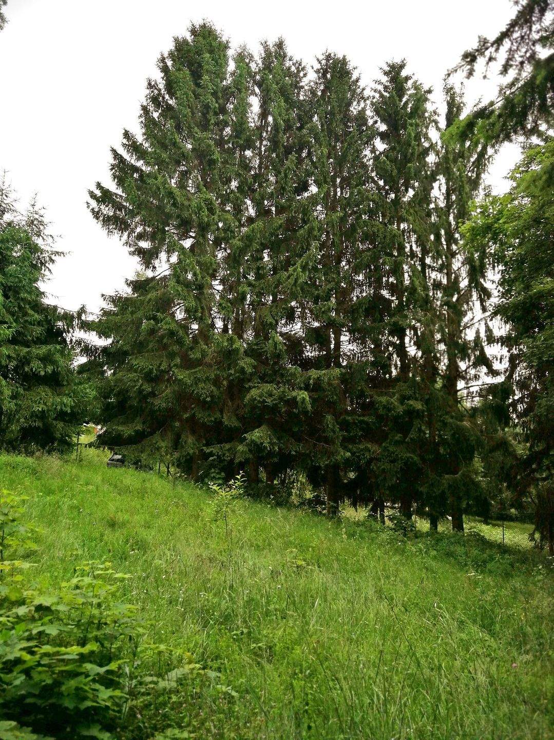 Immobilie in Suhl - Wohnen inmitten der Ski- und Wanderregion Suhl-Goldauter - Ihre Bauideen sind realisierbar - Bild 13