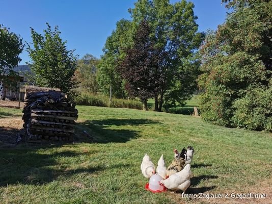 Ihr Traum: einmal mal Hühner im eigenen Garten
