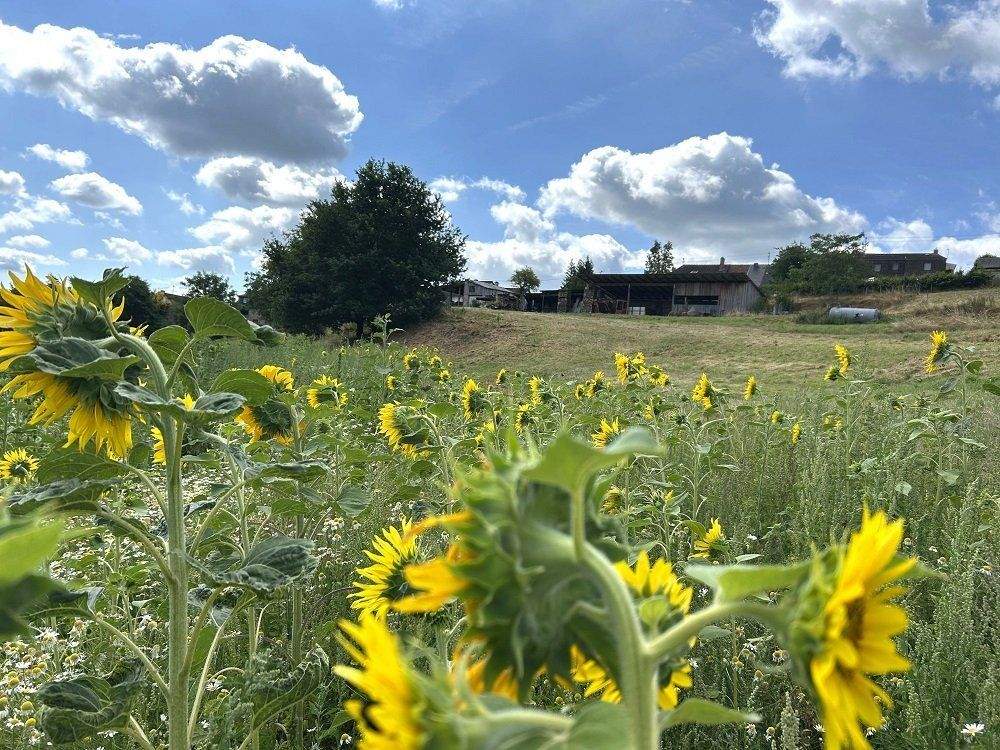 Immobilie in Altrich - zwei Wohnhäuser und rd. 20.000 qm Land direkt am Haus (Nähe zur Stadt Wittlich 5 km) - Bild 27