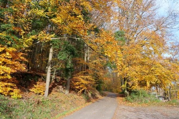 ...liegt der wunderschöne Wald