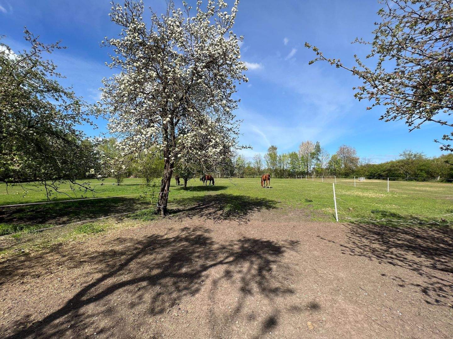 Immobilie in Trebel - "Landleben deluxe im Wendland"- Historische Hofstelle an der Nemitzer Heide" - Bild 38