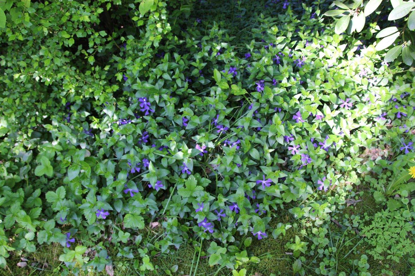 Immobilie in Tostedt - Grosses Einfamilienhaus mit Garage und riesigem Garten in guter Lage von Tostedt - Bild 20