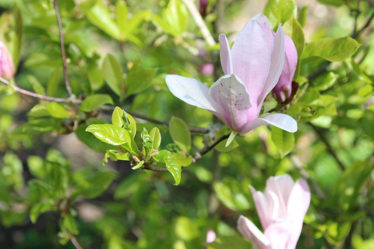Immobilie in Tostedt - Grosses Einfamilienhaus mit Garage und riesigem Garten in guter Lage von Tostedt - Bild 26