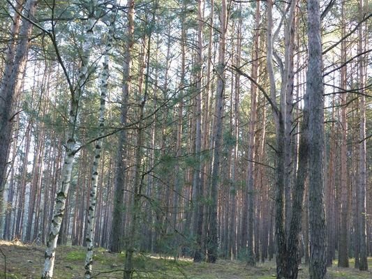 Waldfläche C, Ø 50 Jahre, Los 1
